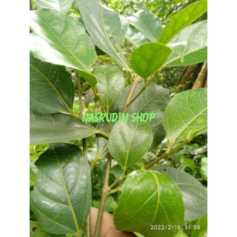 

[Fresh] DAUN HAMPELAS SEGAR / DAUN AMPELAS PENGHALUS KAYU ALAMI / FICUS EXASPERATA / ARA PUTIH /