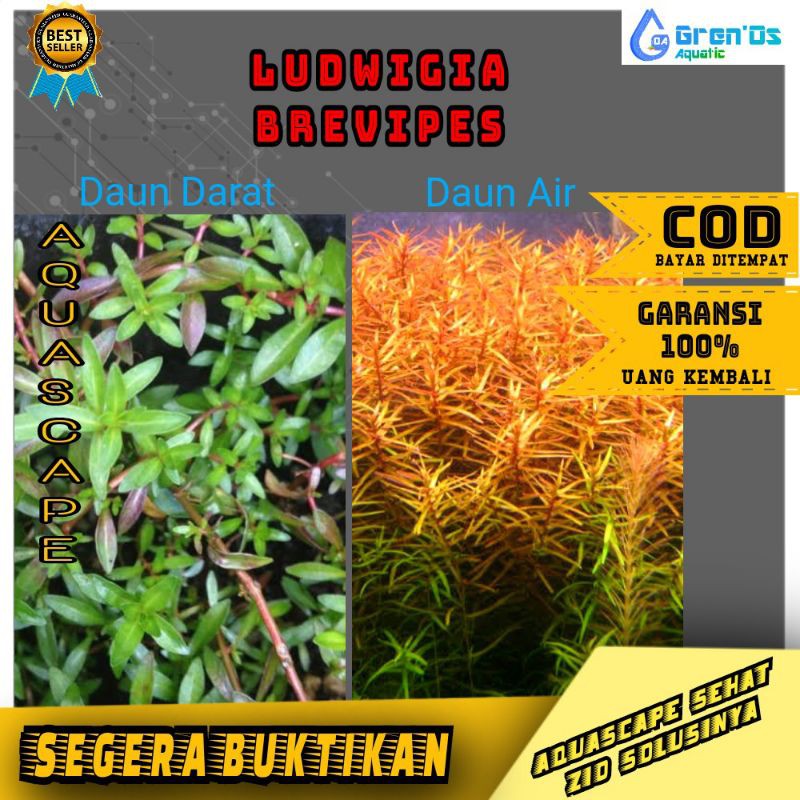 Ludwigia Ludwegia Brevipes Breviper - Tanaman Tumbuhan Stamp stem Aquascape