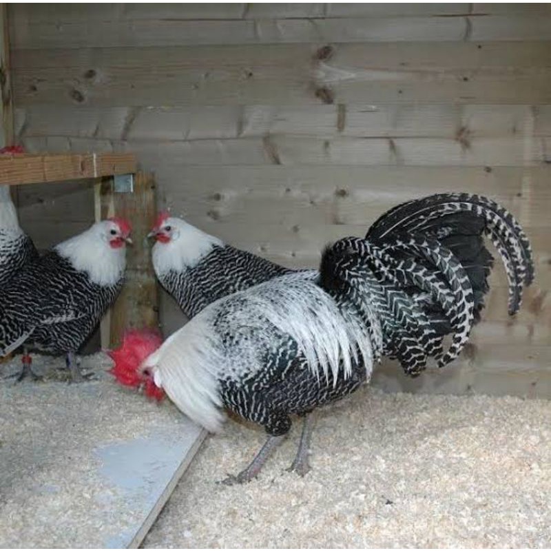 

TELUR AYAM ARAB UNTUK DI TETASKAN