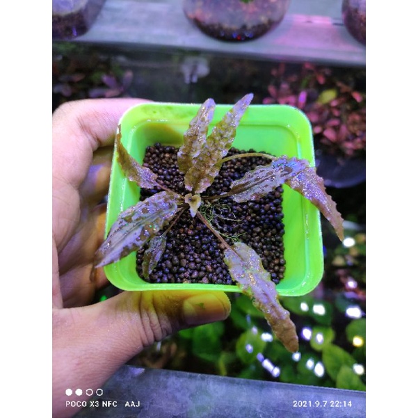 MURAH BANGET Cryptocoryne Flamingo Flaminggo