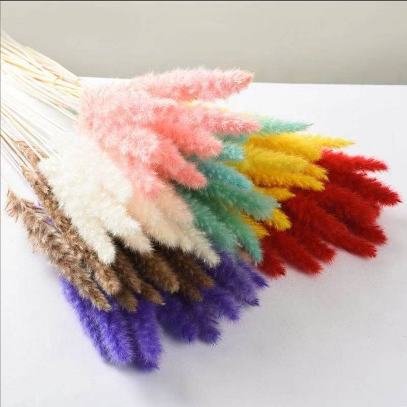 Pampas mini/ small pampas/ pampas import/ pampas kering/ bunga kering/ dried flower