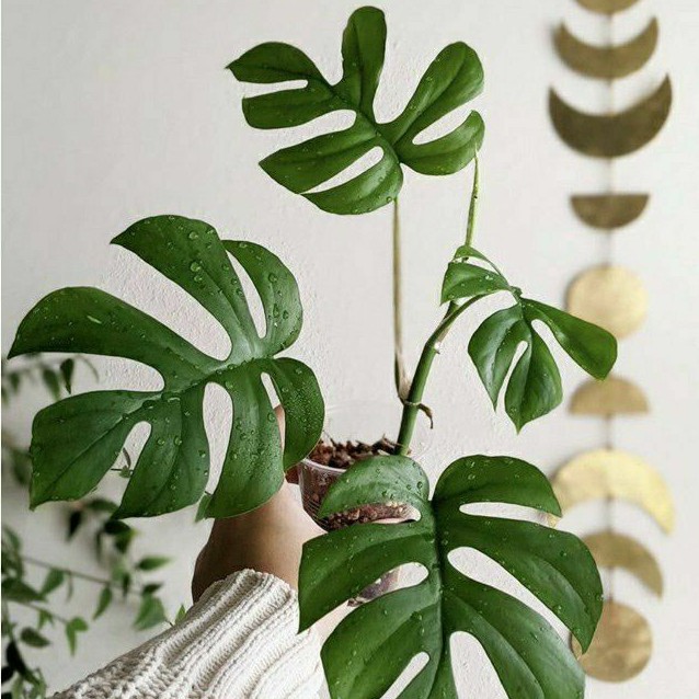 MONSTERA TETRASFERMA /MONSTERA MINI