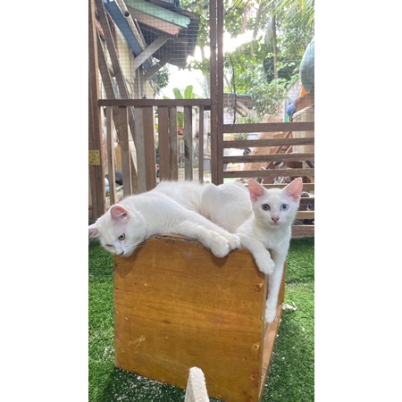 kucing jantan odd eye biru kuning