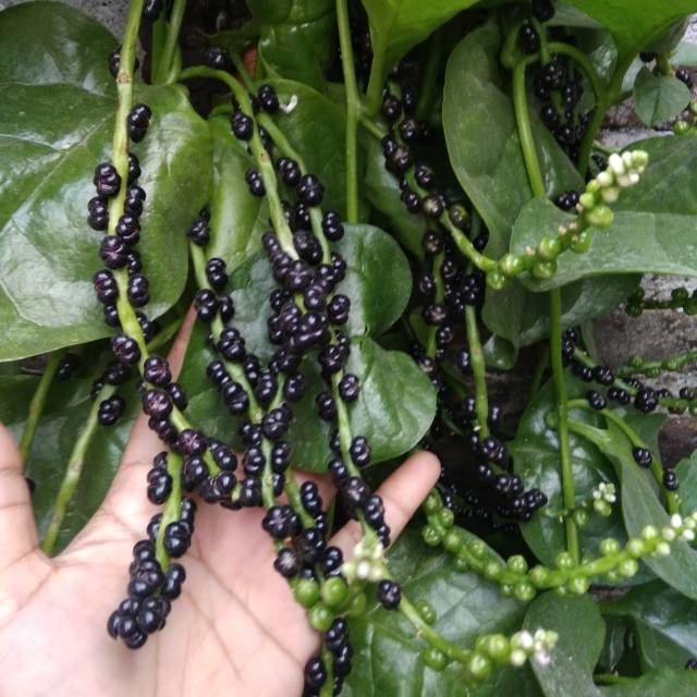 

BUAH ANGKUNG ang kong fresh HERBAL STROKE dan darah tinggi