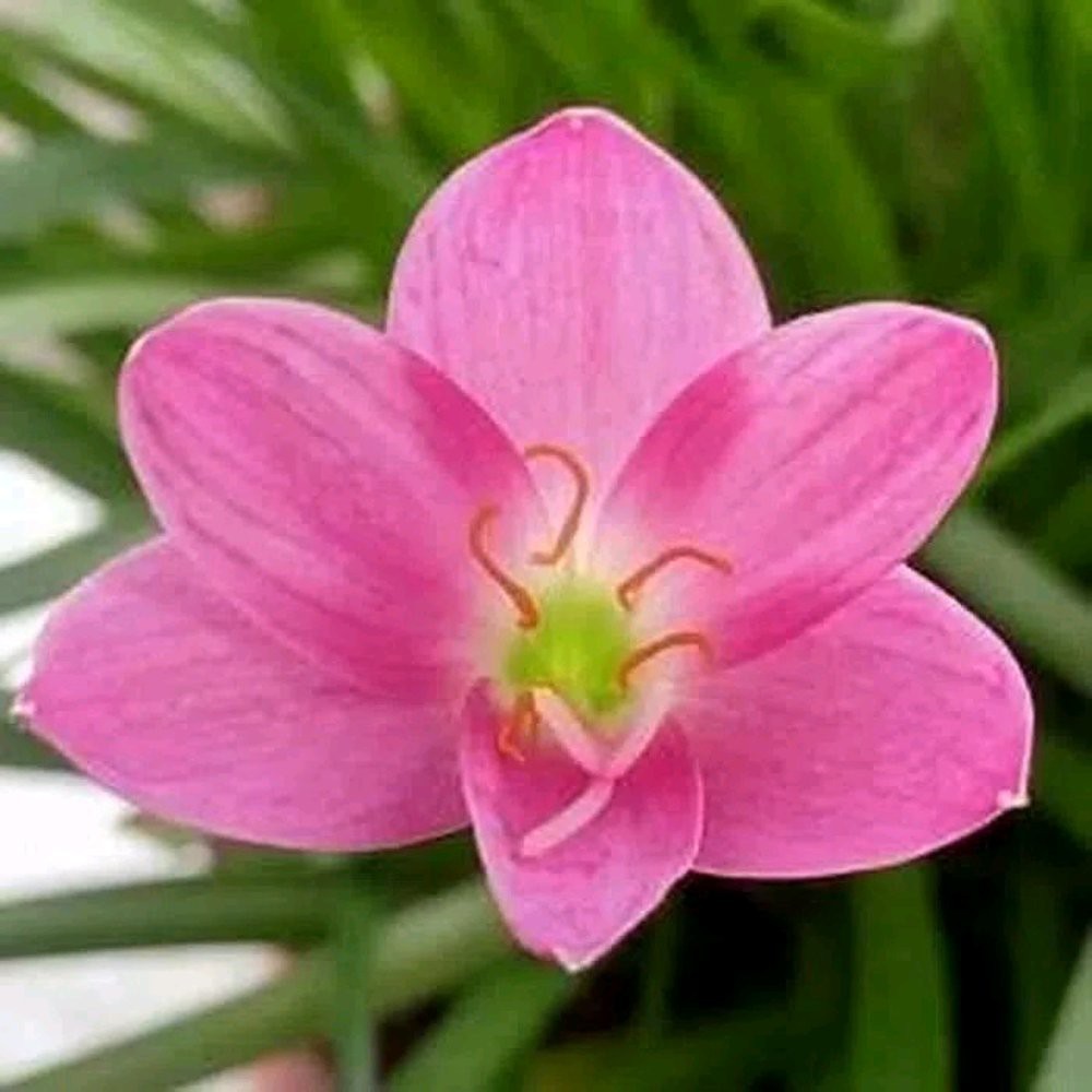 Tanaman hias bunga lily hujan pink