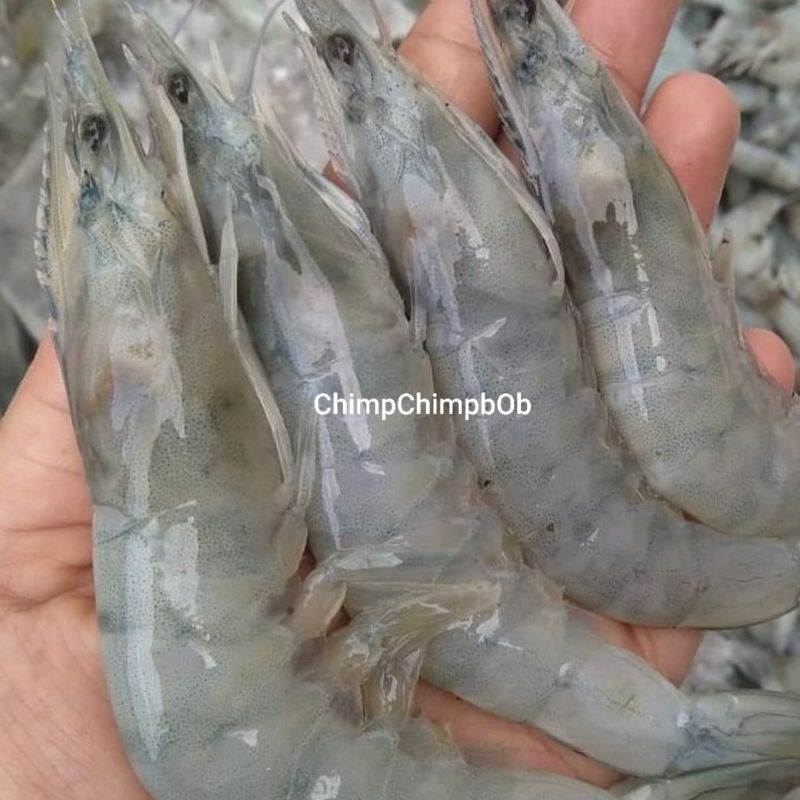 

UDANG SEGAR 500 Gram / FRESH SHRIMP