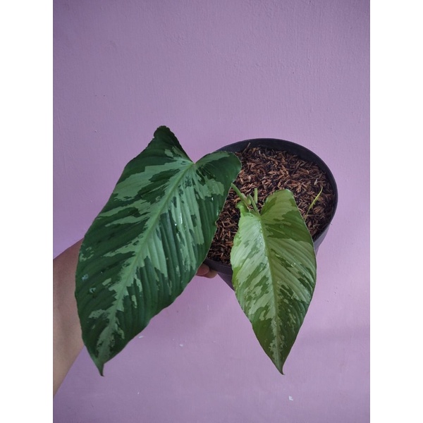 homalomena schismatoglottis