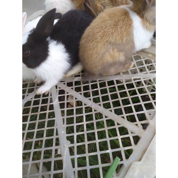 jual anakan kelinci dutch lokal