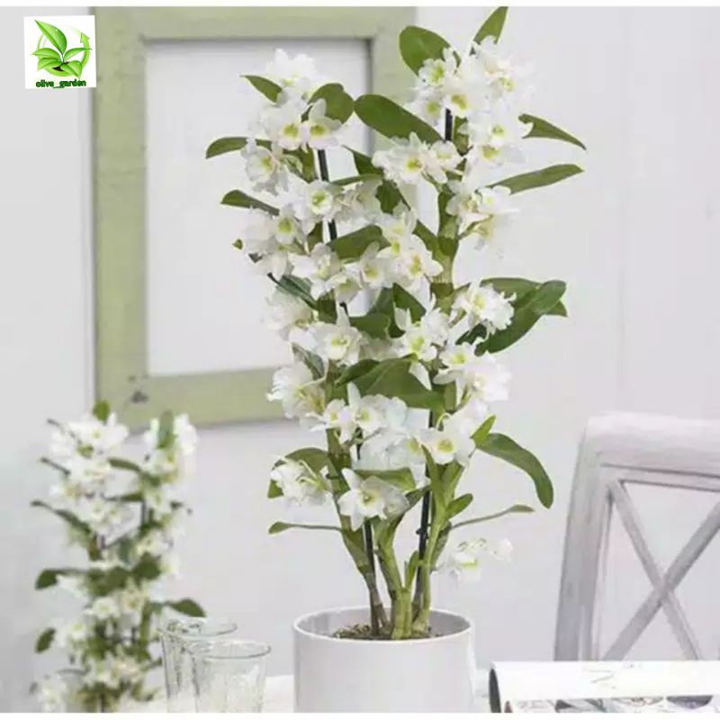 seedling anggrek dendrobium nobile white