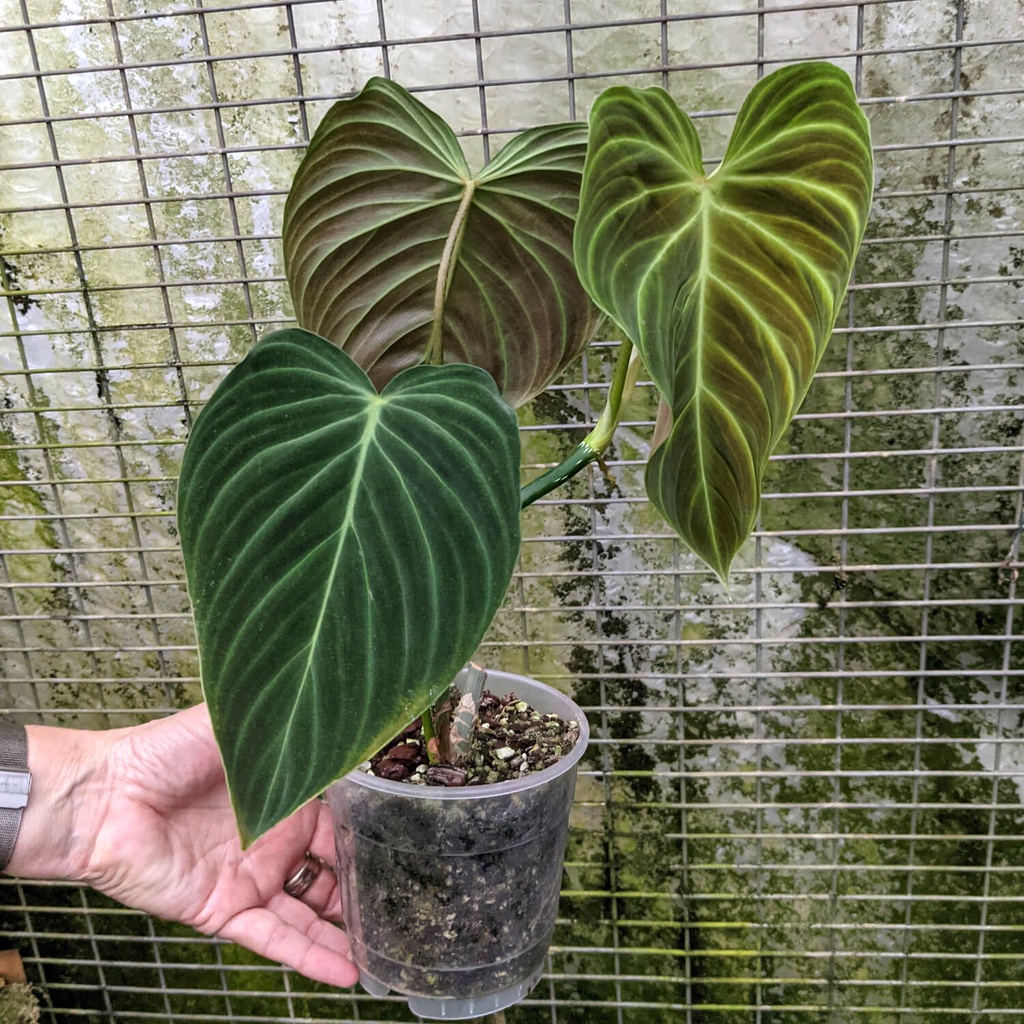 PHILODENDRON SPLENDID TANAMAN HIAS BUNGA PHILODENDRON SPLENDID MURAH