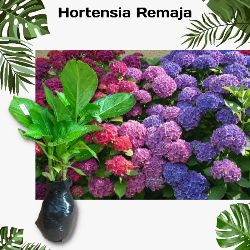 Bibit Bunga Pancawarna (remaja)  -Tanaman Hidup dan Berakar - Hydrangea