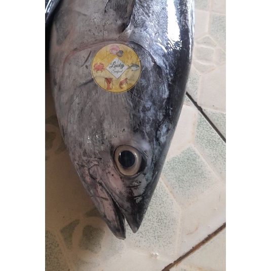 

IKAN TONGKOL BATIK SEGAR PER 1 ekor (500gram )