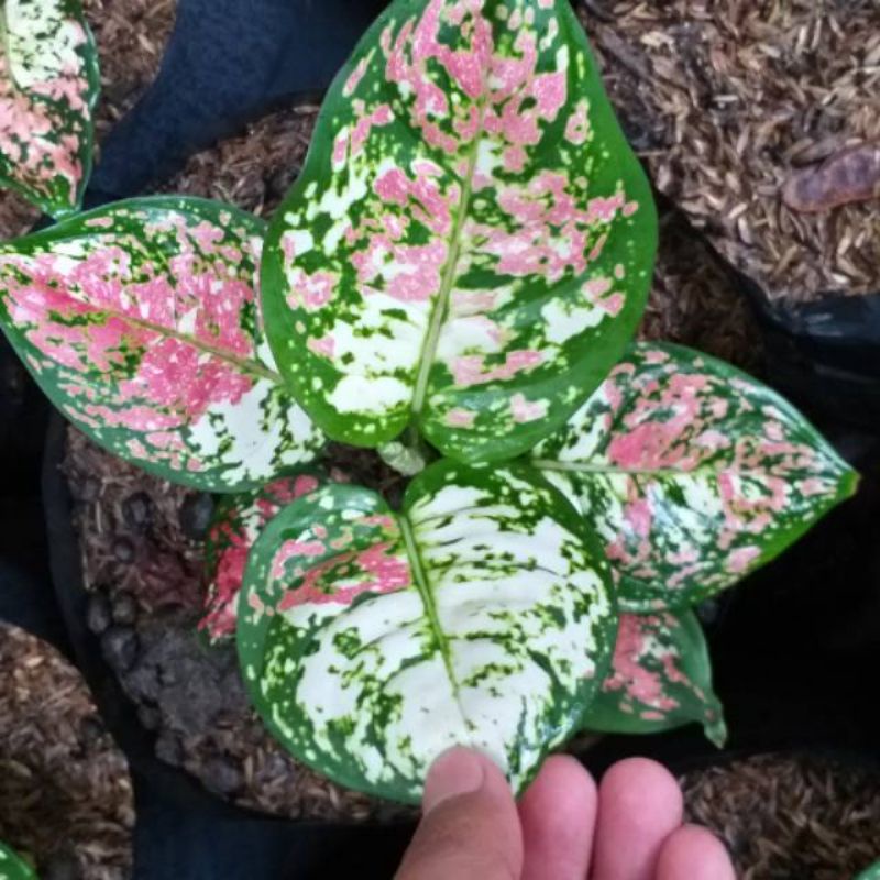 bibit aglonema tricolour