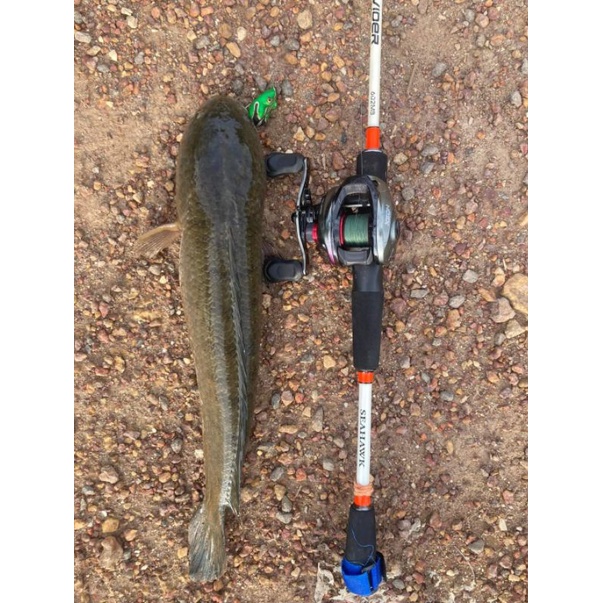 Joran Pancing SeaHawk Provider BC 562MB 8-15