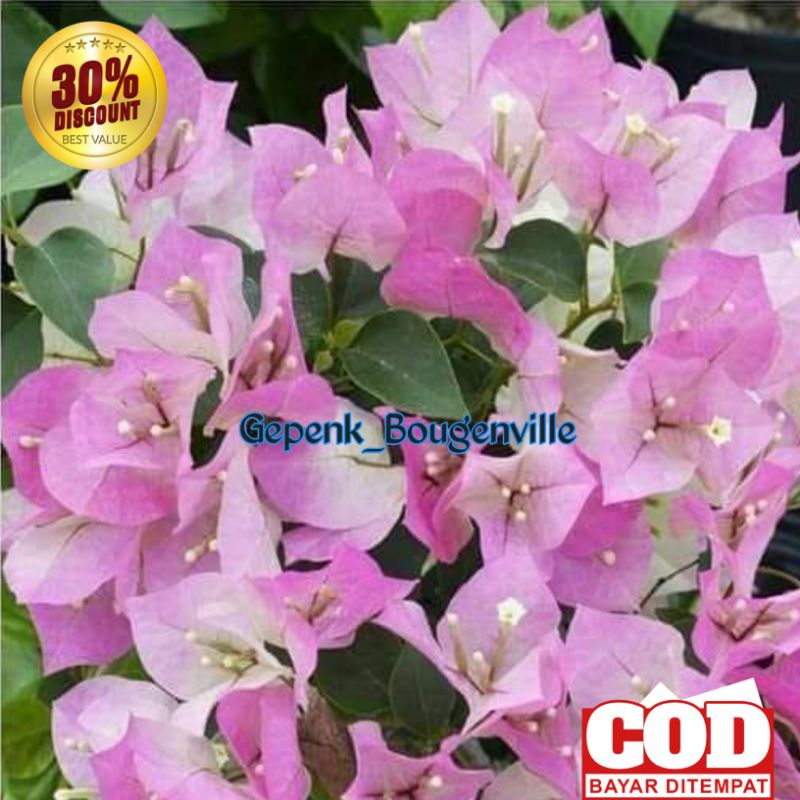Bougenville Bengawan Solo Bugenvil Bengawan Solo Ori Dan Sambung