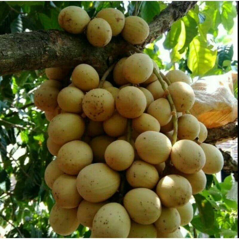 bibit buah duku palembang