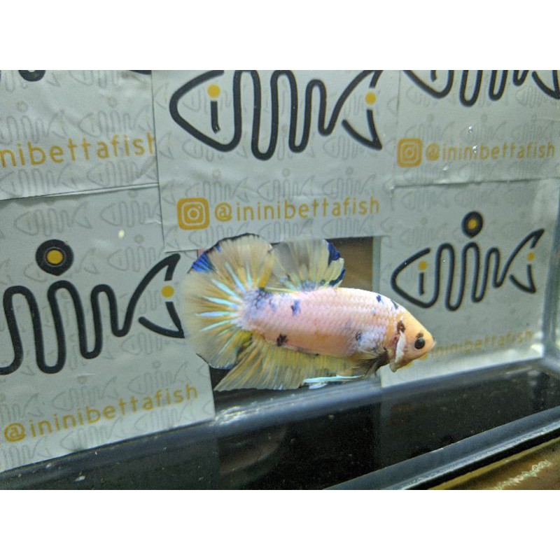 

ikan cupang YELLOW BASE/YELLOW BANANA/YELLOW FANCY INDUKAN