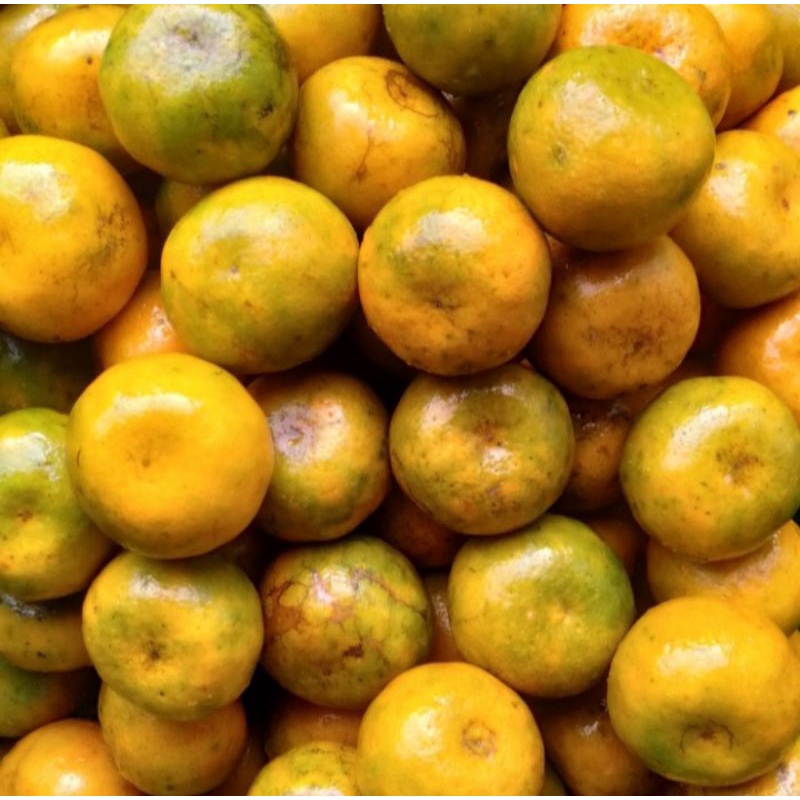 

Jeruk Siam Pontianak Fresh 1Kg