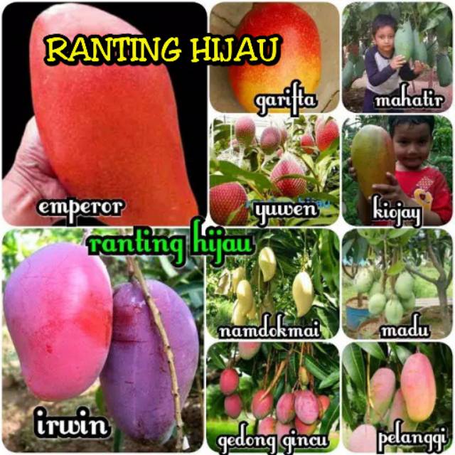paket 4 bibit mangga bebas pilih (import) bibit buah mangga super