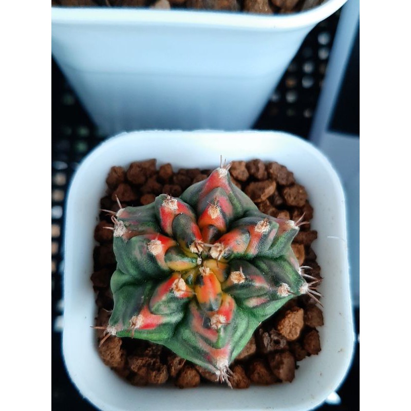 Kaktus T3115 dari biji