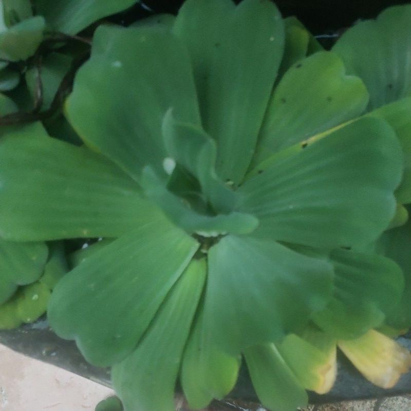 Tanaman Apu Apu tanaman hias air tawar tanaman air indah tempat sembunyi ikan (tanaman aquascape)