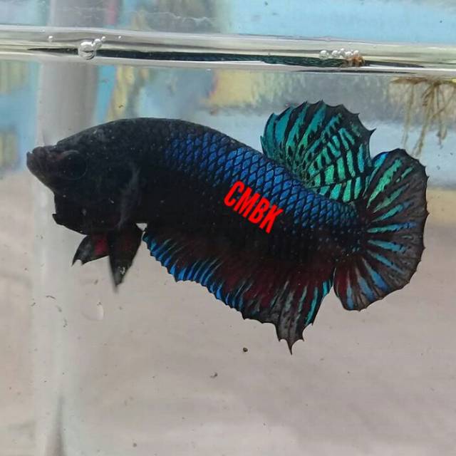 1000+ Gambar Ikan Cupang Aduan Singapura Gratis Terbaik