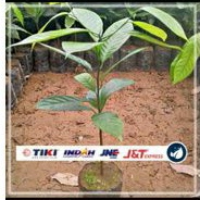 Bibit buah pala polibeng / bibit pala unggul bibit berkualitas