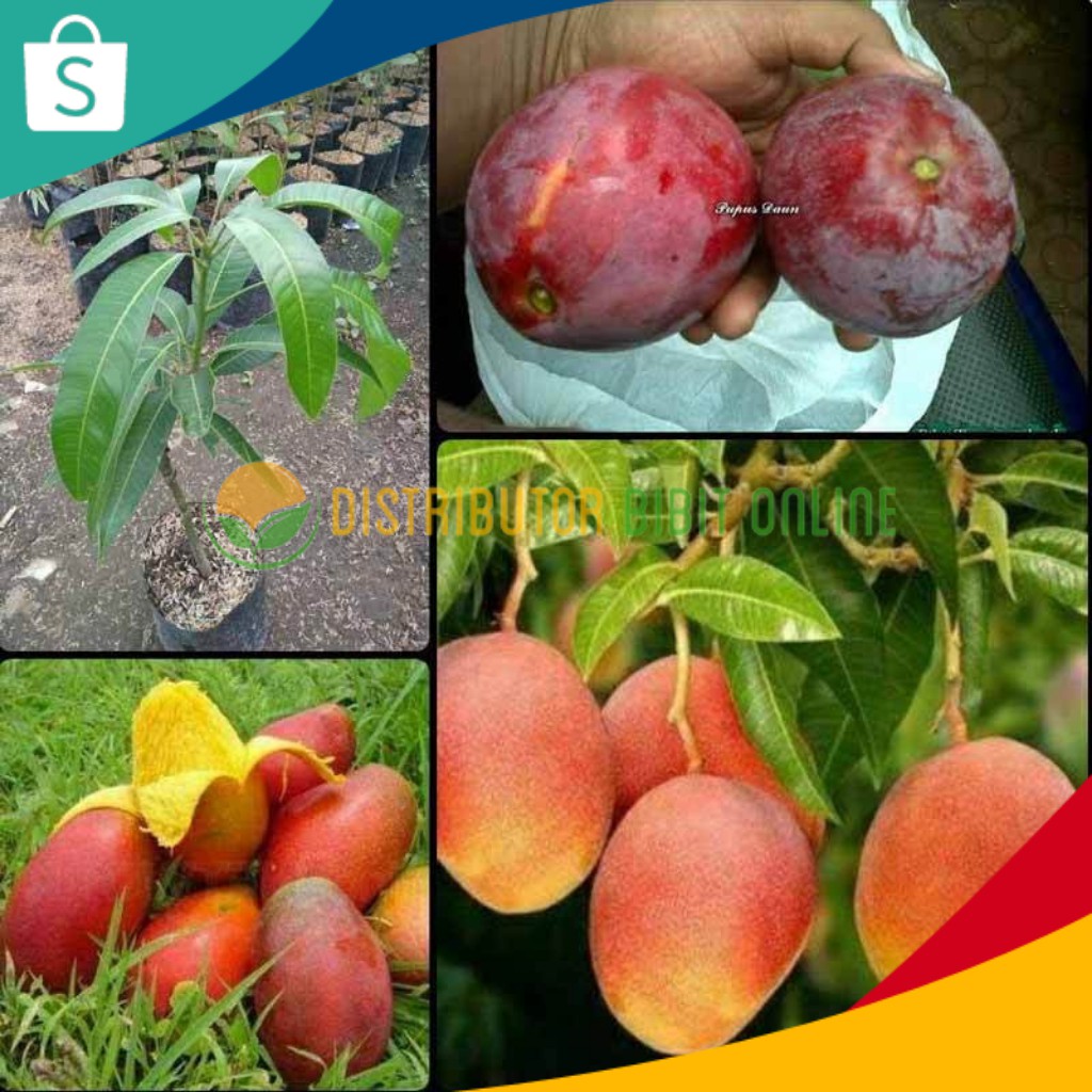 Bibit Buah Tanaman Mangga Yuwen Hasil Okulasi Siap Berbuah bibit okulasi majalengka tanaman buah bua