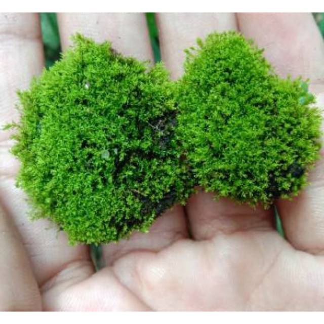 Lumut Forest Moss Volume 1kg