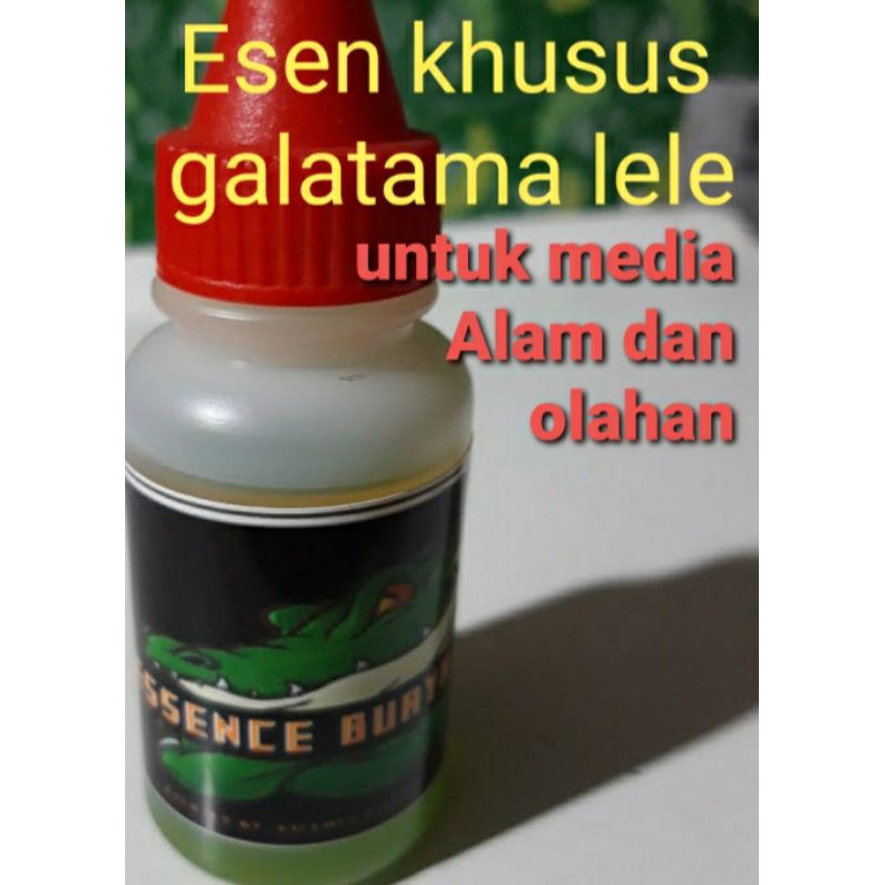 umpan essen galatama lele buaya darat