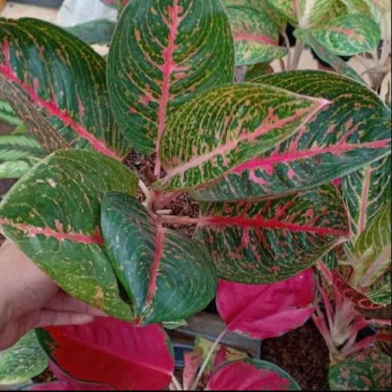 Tanaman Hias Aglonema Adelia - Bunga Aglonema Adelia Auliastorejkt