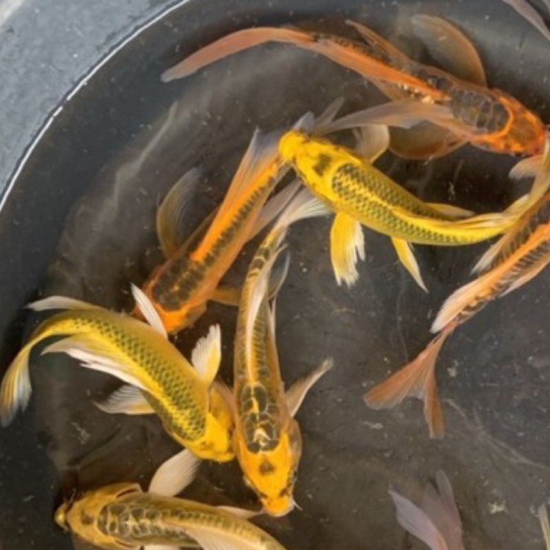 ikan hias koi kumpay metalic ukuran 15cm 1ekor