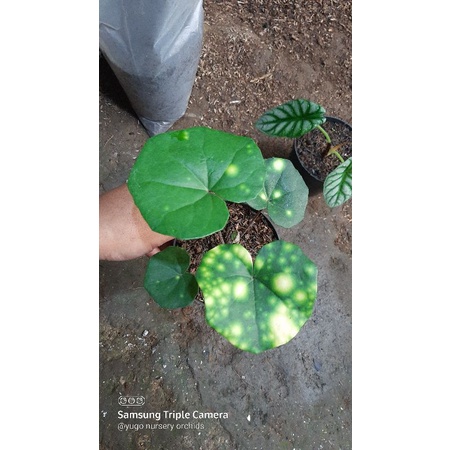 0FARFUGIUM JAPONICUM MACULATUM / TAPALKUDA STIK EMAS / BEGONIA FARFUGIUM