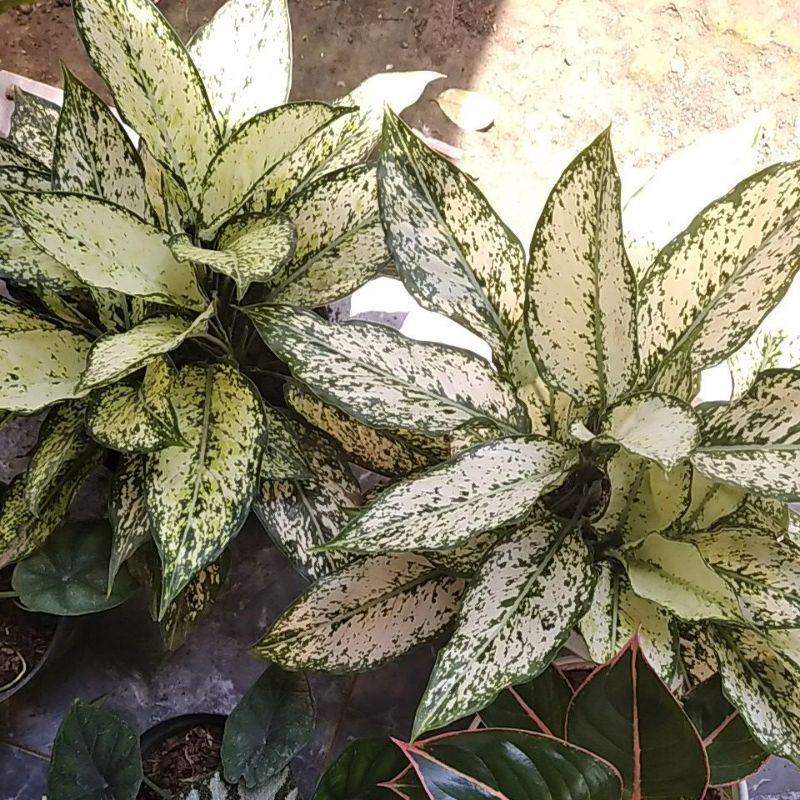 aglonema siam paragon rimbun rumpun 4