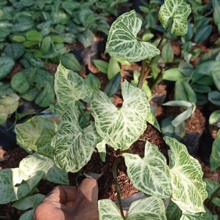 syingonium batik f 1 - ori - syingonium batik