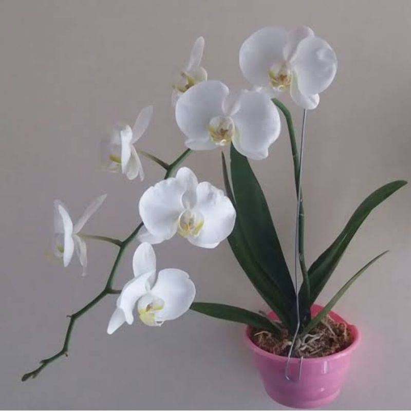 Anggrek bulan bunga putih