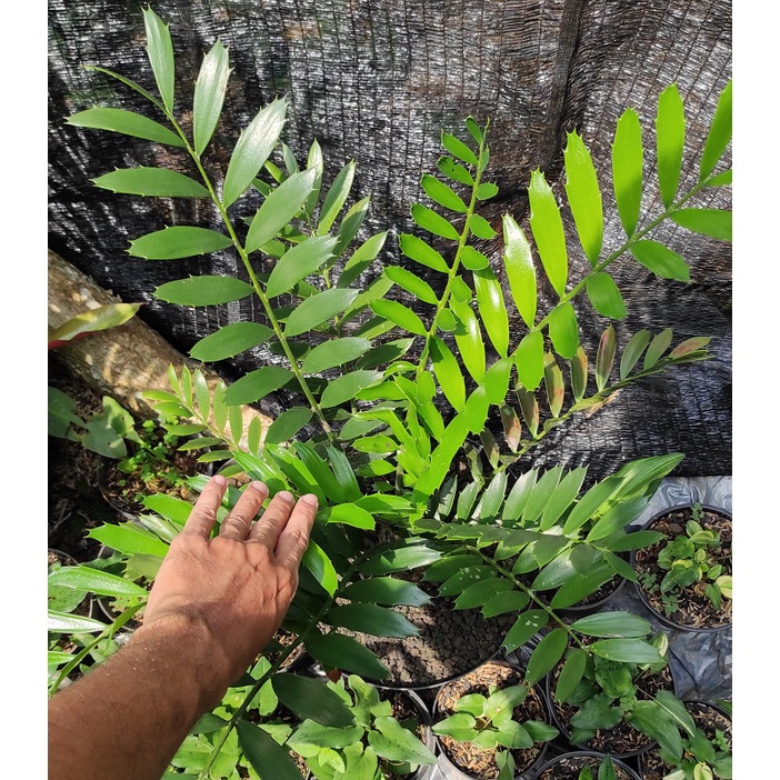 Tanaman Hias Encephalartos ferox / Ense Ferox / Hense Ferox / Tanaman Encephalartos / Tanaman Ense /