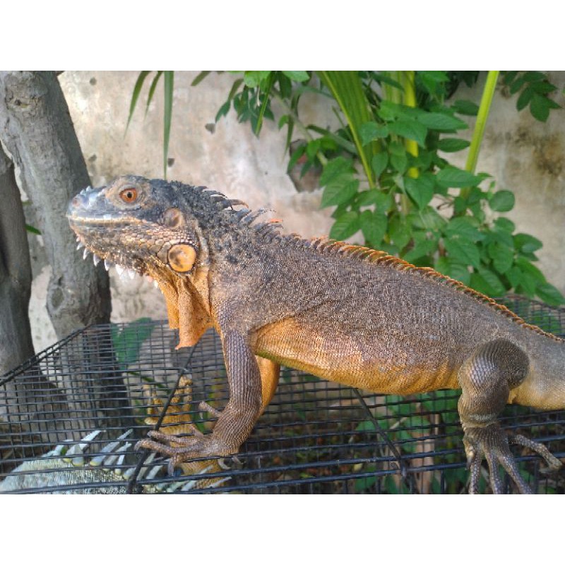 iguana red colom