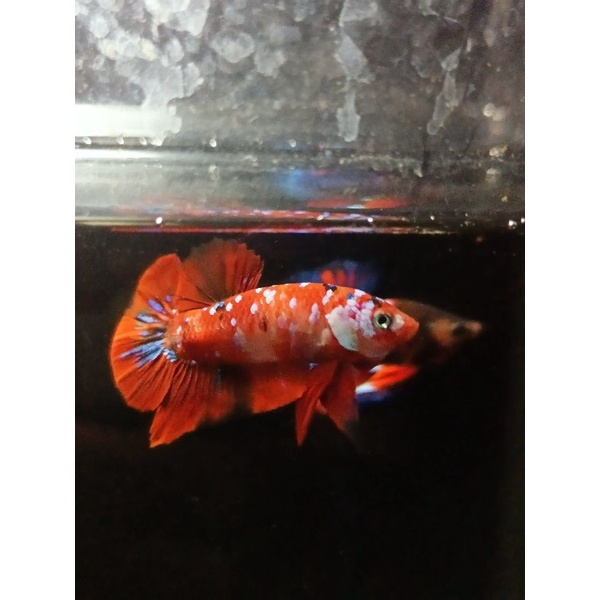 Red koi galaxy