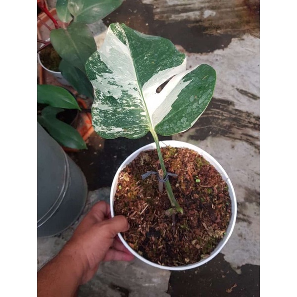 monstera white tiger