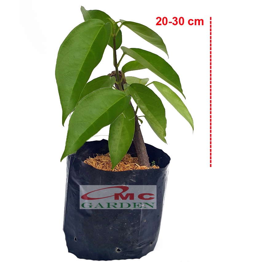 Bibit Akar Daun Cincau Hijau Tanaman Minuman Obat Herbal CH-B-2030