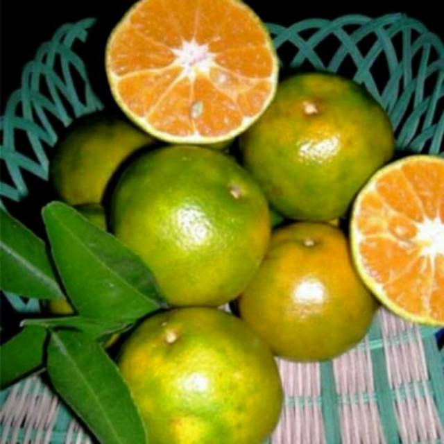 

Bibit tanaman Jeruk chokun