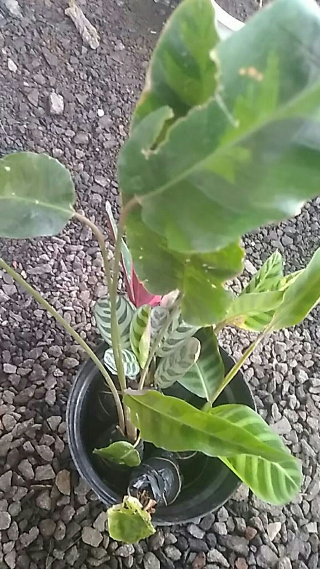 Calathea Warscewiczii-(pohon Calathea Sp. Calathea)