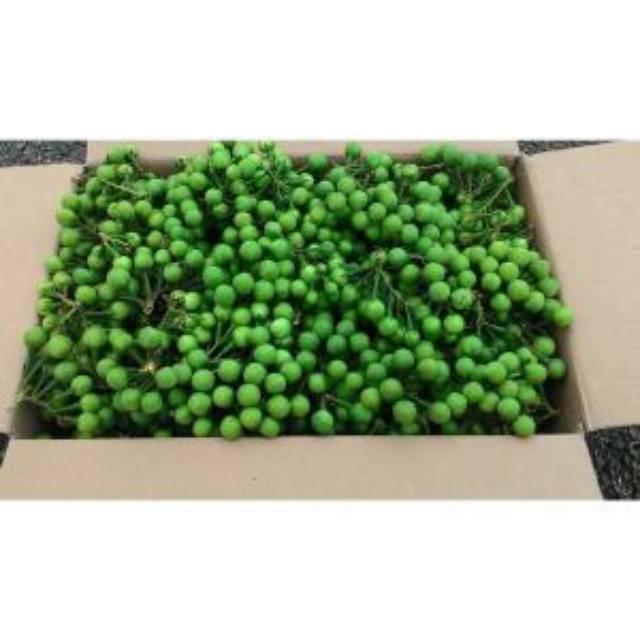 

Buah takokak segar 500gram cepokak terung pipit solanum travum baru petik