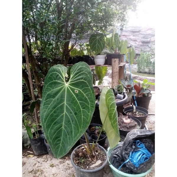 anthurium magnificum