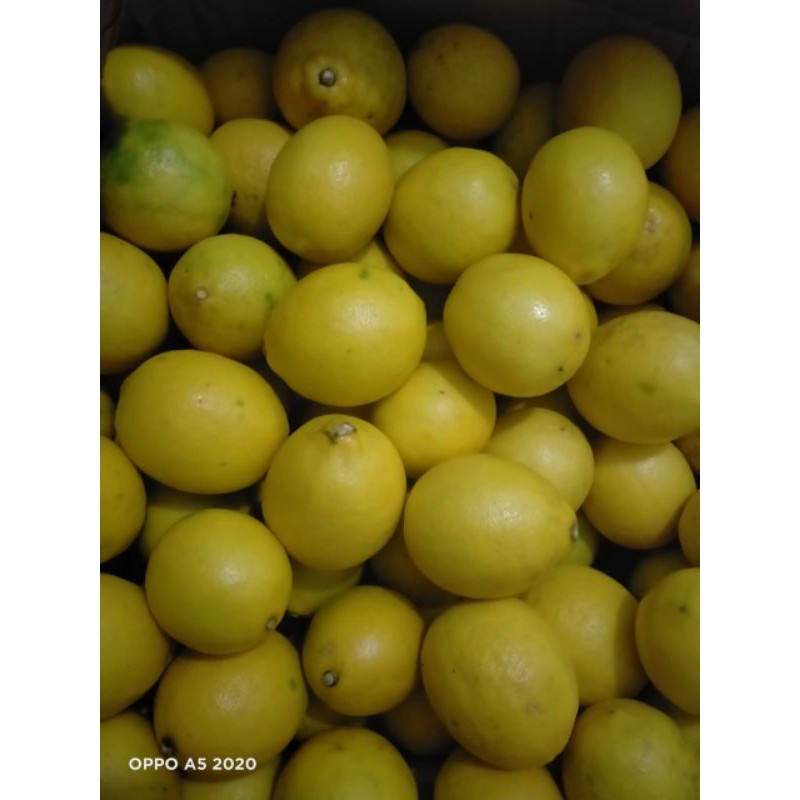 

lemon harga sekg cuman 25000