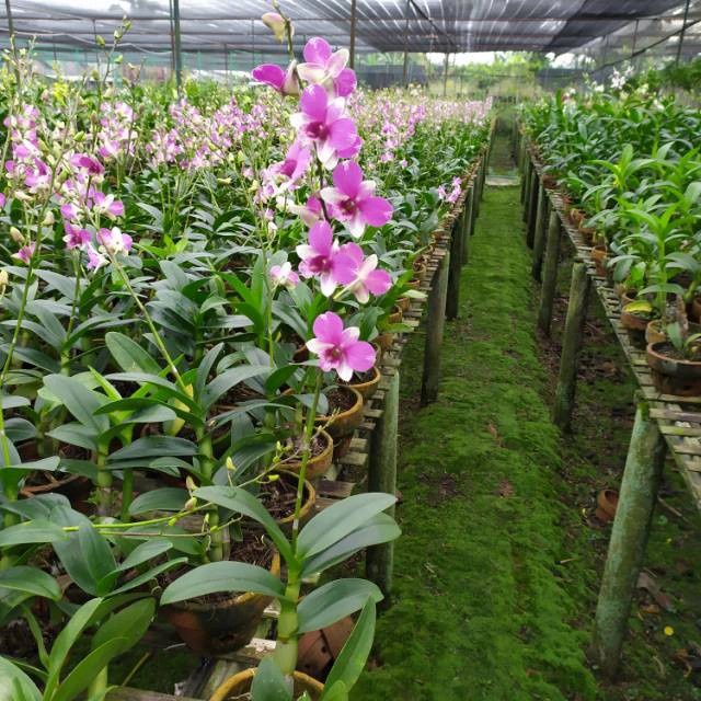 Pohon Bunga Anggrek Hidup - Pohon Anggrek Asli Dendrobium