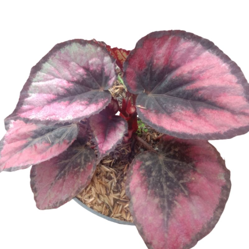 tanaman hias begonia black red  begonia red pita