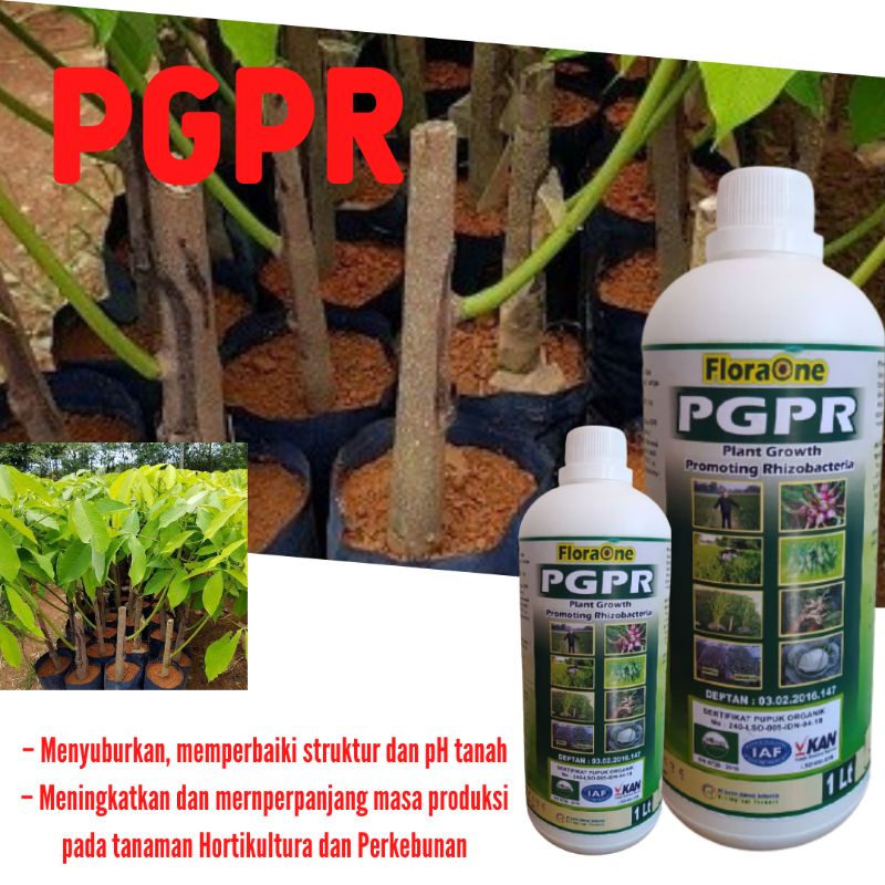 PUPUK UNTUK TANAMAN KARET AGAR SUBUR - PUPUK PGPR (Plant Growth Promoting Rhizobacteria) - PEMICU PE