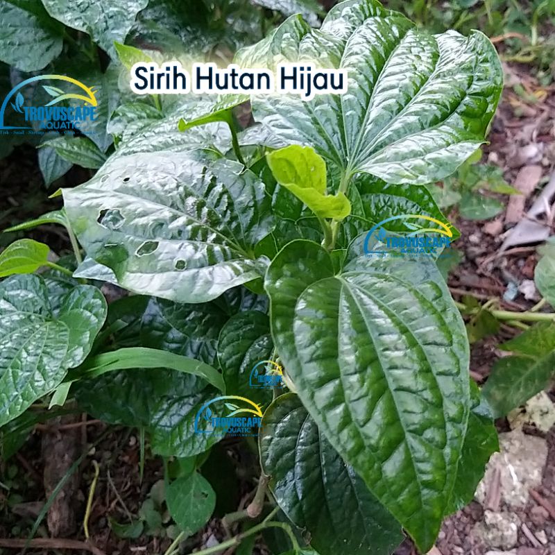 Sirih Karuk Hijau Hutan ~ tanaman hias unik darat dan paludarium